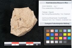 Foto (Objekt + Etikett) von Pinus palaeostrobus Ettingshausen (NHMW-GEO-2024-0188-8258)